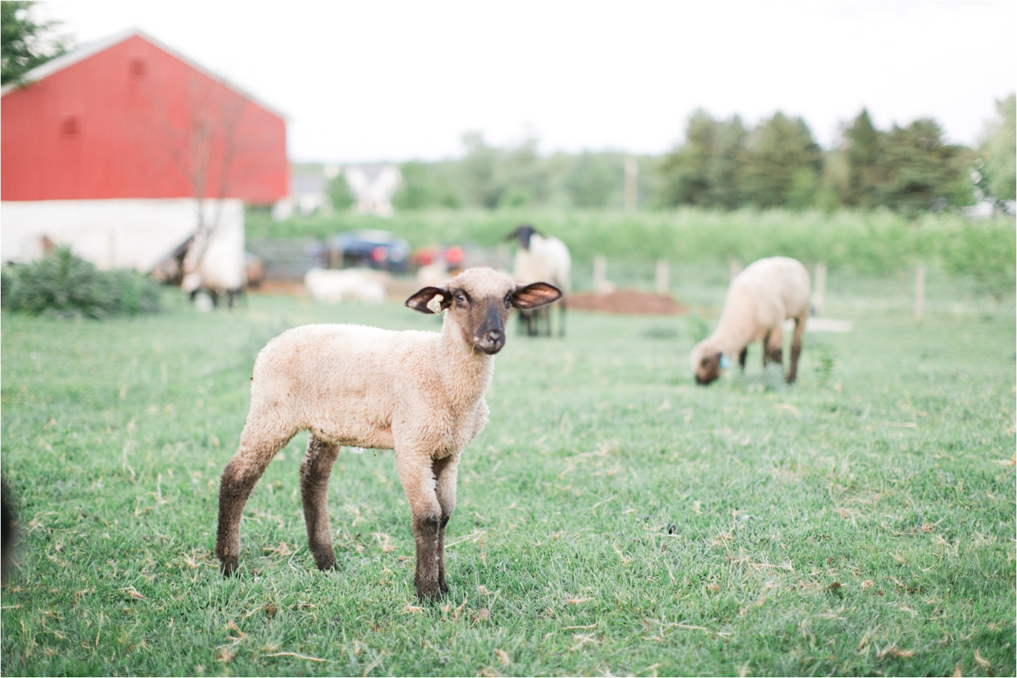 Sheep Farm Engagement Session Inspiration by Pennsylvania Wedding Photographer Brianna Wilbur